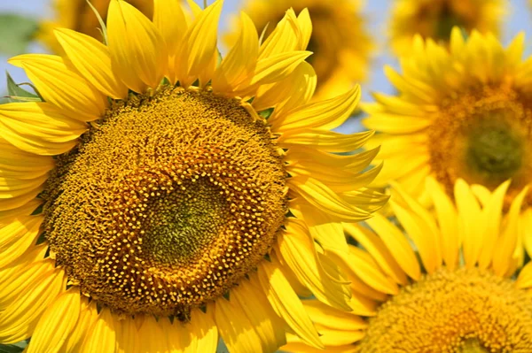 stock image beautiful bright   sunflowers growing   in field 