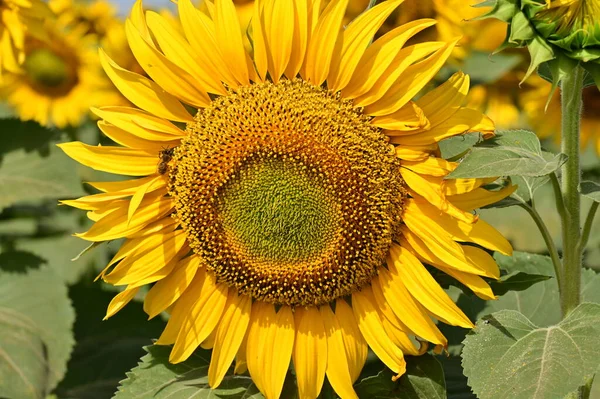 stock image beautiful bright   sunflower growing   in field 