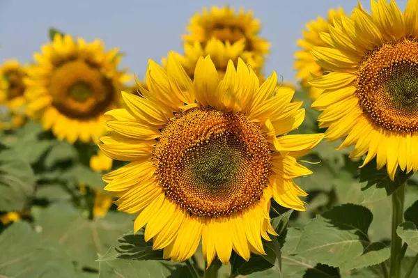 Stock image beautiful bright   sunflowers growing   in field 