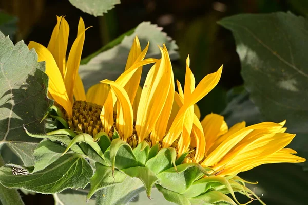 Close View Beautiful Blooming Sunflowers — Stock Photo, Image