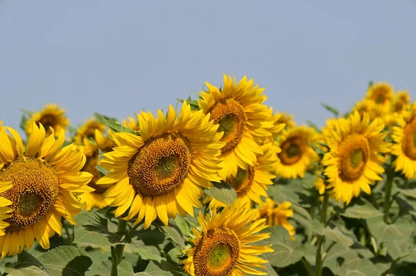 Beautiful Bright Sunflowers Growing Field — Stock Photo, Image