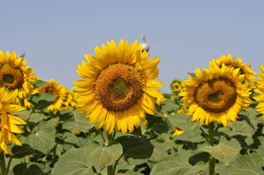 tarlada büyüyen güzel parlak ayçiçekleri 