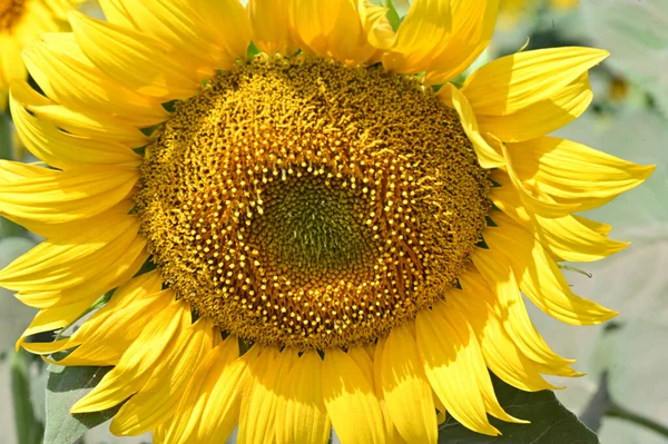 Närbild Vackra Blommande Solrosor — Stockfoto