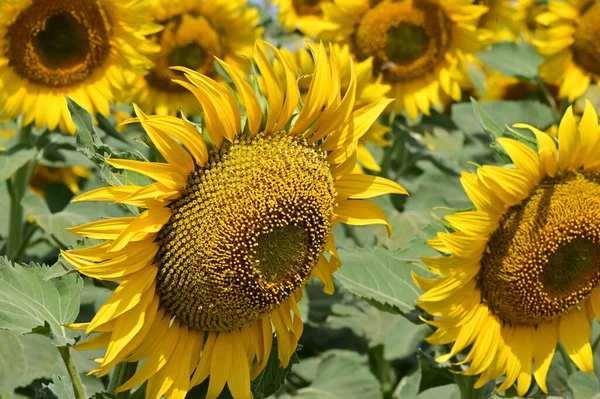 stock image close up view of beautiful blooming sunflowers