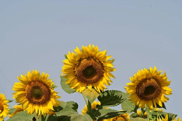 Nahaufnahme Von Schönen Blühenden Sonnenblumen — Stockfoto