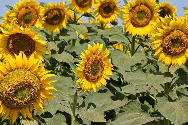 Close View Beautiful Blooming Sunflowers — Stock Photo, Image
