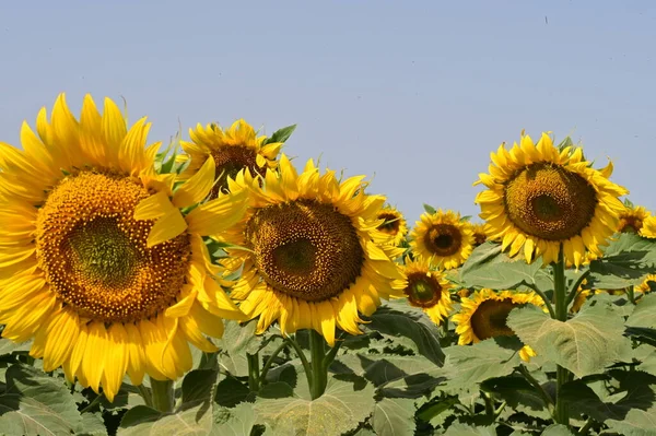 Stock image close up view of beautiful blooming sunflowers