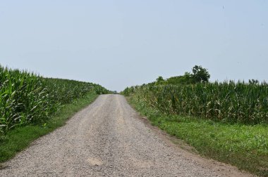 Yazın tarla manzaralı kırsal alan