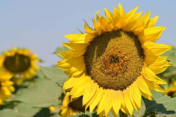 stock image close up view of beautiful blooming sunflowers