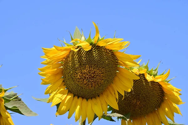 Close Uitzicht Mooie Bloeiende Zonnebloemen — Stockfoto