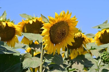 Mavi gökyüzü arka planında açan güzel ayçiçeklerinin yakın görüntüsü