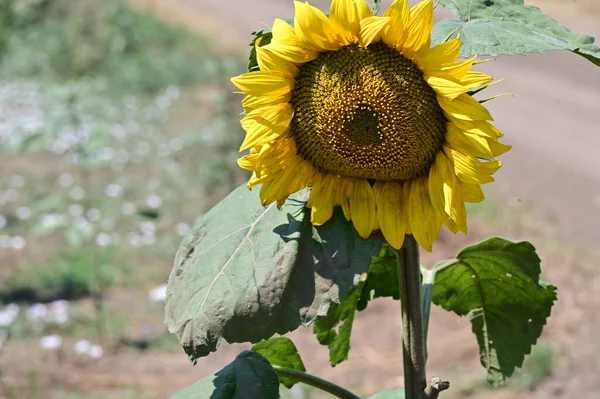 Крупним Планом Вид Красивих Квітучих Соняшників — стокове фото