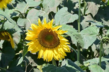 Güzel çiçek açan ayçiçeklerinin yakın görüntüsü