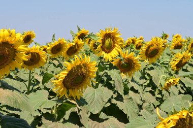 Mavi gökyüzü arka planında açan güzel ayçiçeklerinin yakın görüntüsü