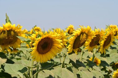 Mavi gökyüzü arka planında açan güzel ayçiçeklerinin yakın görüntüsü