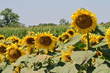 Mavi gökyüzü arka planında açan güzel ayçiçeklerinin yakın görüntüsü