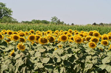Mavi gökyüzü arka planında açan güzel ayçiçeklerinin yakın görüntüsü
