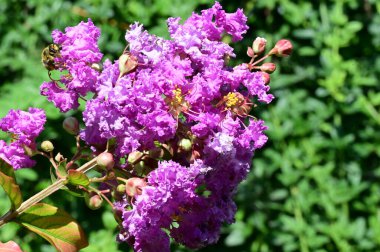 Bahçede büyüyen mor çiçekler