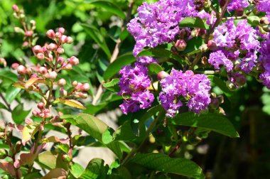 Bahçede büyüyen mor çiçekler