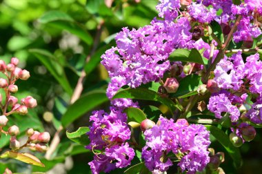 Bahçede büyüyen mor çiçekler