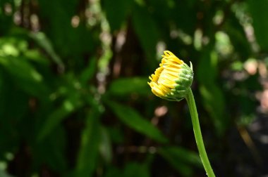 Bahçede yetişen güzel çiçek, yakın görüş.
