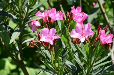 pembe çiçekler bahçede büyüyen