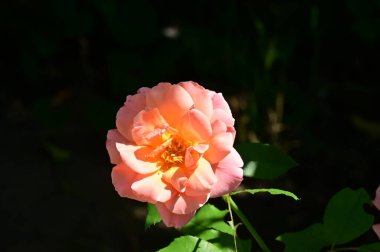 Bahçede güzel pembe bir gül