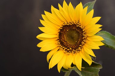 Güzel ayçiçeği, kapat manzarayı