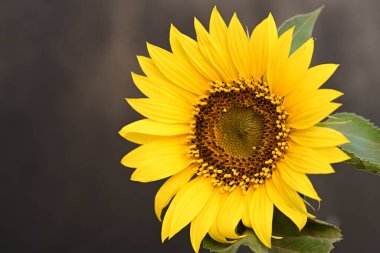 Güzel ayçiçeği, kapat manzarayı