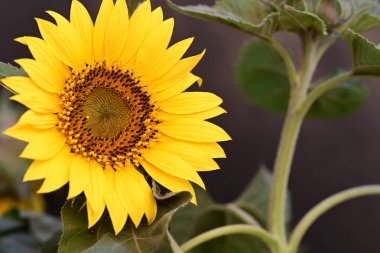 Güzel çiçek açan ayçiçeklerinin yakın görüntüsü