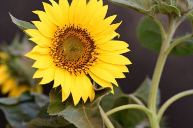 Bulanık arkaplanda ayçiçeğinin yakın plan görüntüsü