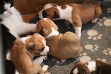 Şirin siyah beyaz kedi ve küçük köpek yavruları 