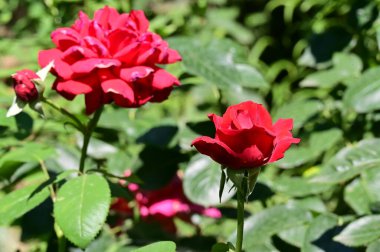 Bahçedeki kırmızı güller