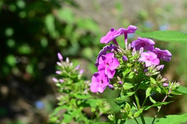 Bahçede büyüyen mor çiçekler