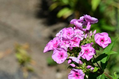 pembe çiçekler bahçede büyüyen
