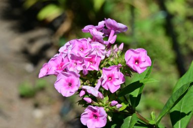 pembe çiçekler bahçede büyüyen