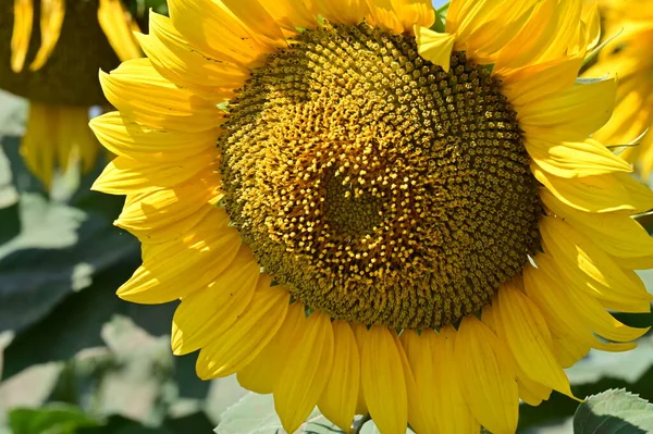 Stock image close up view of beautiful blooming sunflowers