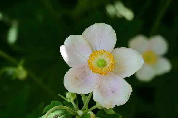 Vacker Blomma Som Växer Trädgården Närbild — Stockfoto