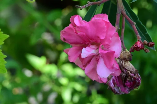 粉色花朵生长在花园里 — 图库照片