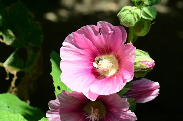Розовые Цветы Растущие Саду — стоковое фото
