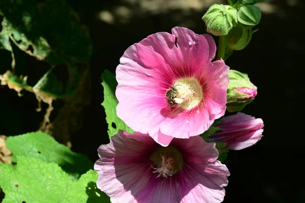 Рожеві Квіти Ростуть Саду — стокове фото