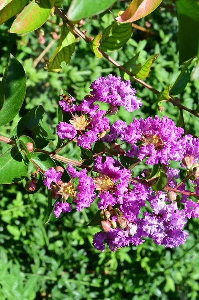庭で育つ紫色の花は — ストック写真