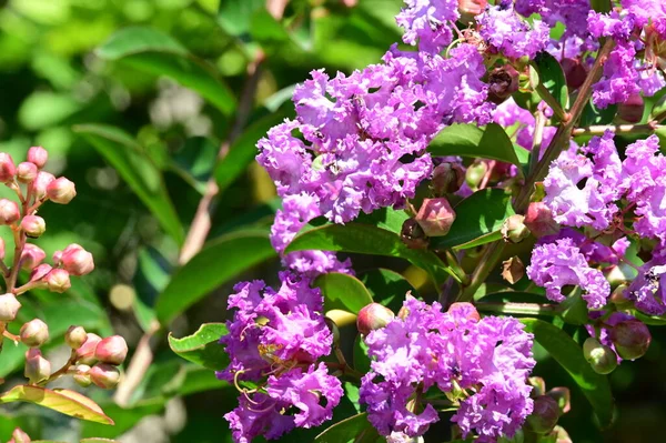 Фіолетові Квіти Ростуть Саду — стокове фото