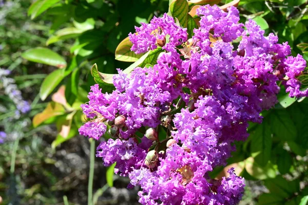 Fleurs Violettes Poussant Dans Jardin — Photo