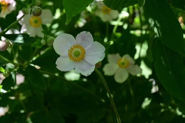 Zblízka Úžasné Bílé Květy Rostoucí Venku — Stock fotografie