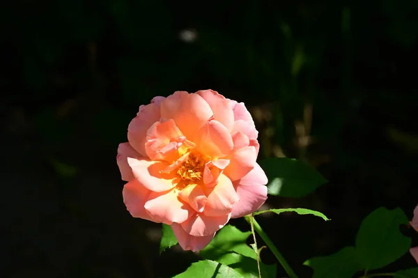 Rosa Bonita Rosa Jardim — Fotografia de Stock