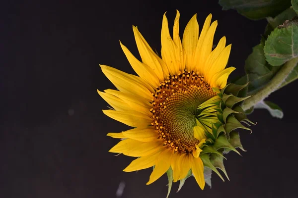 Krásný Slunečnice Zblízka Pohled — Stock fotografie