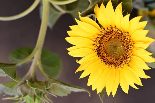 stock image close up view of beautiful blooming sunflowers