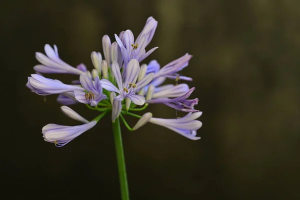 Piękne Przetargu Purpurowe Kwiaty Kwiatowy Koncepcja Tła — Zdjęcie stockowe