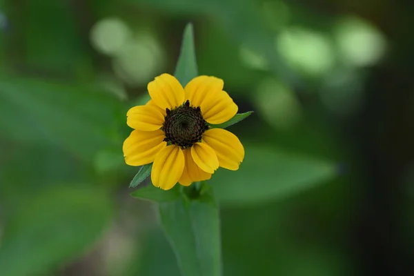 庭の美しい黄色の花 — ストック写真